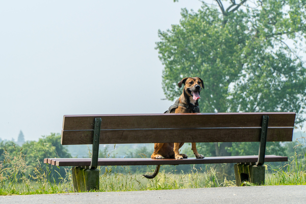 cc0,c1,dog,bank,wait,rest,bench,nature,wood,animal,sit,alone,individually,seat,relax,out,look,animal world,pet,attention,free photos,royalty free