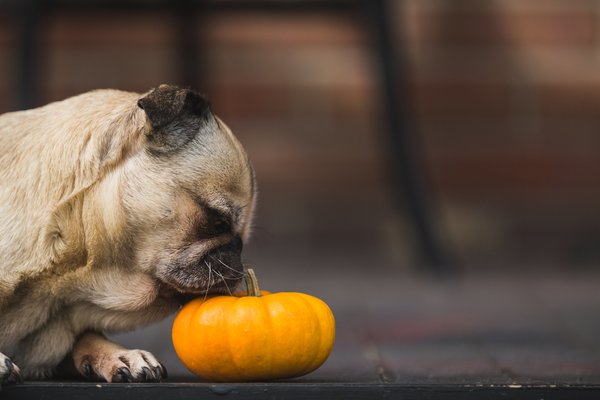  dog,pet,dogs,autumn,animal,canine,pumpkin, small dog