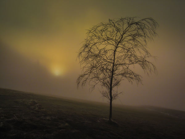 cc0,c1,tree,fog,nature,mood,field,crap,secret,free photos,royalty free