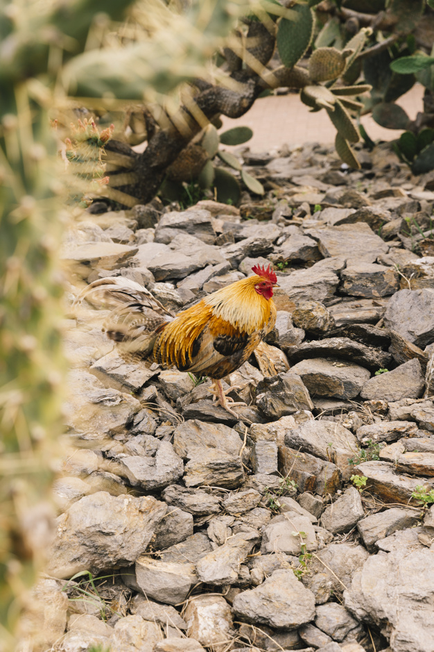 nature,bird,animal,red,farm,chicken,colorful,feather,plant,rock,natural,agriculture,cactus,rooster,stone,land,cock,view,farm animals,hen