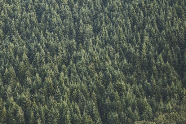nature,forests,trees,rows,patterns,textures,aerial,green