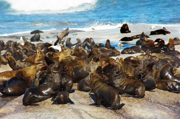 cc0,c1,south africa,shore,sea lions,wild,free photos,royalty free