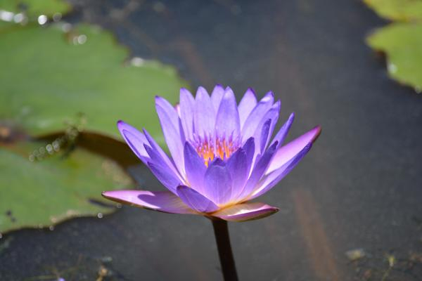 lily,lotus,flower,purple,mauve,bloom,water,water lily,plant,pretty,yellow,australia,garden