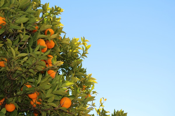 oranges,fruits,tree,leaves,blue,sky