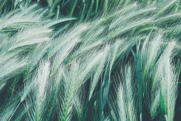 plant,green,cactu,bohemian,woman,girl,texture,pattern,food,wheat,wheat field,green cereal,grass,grainy,grain field,green,macro,nature,leaf,grain,leafe,creative commons images