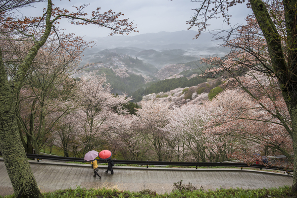 cc0,c3,landscape,japan,wild cherry,spring,rain,umbrella,free photos,royalty free