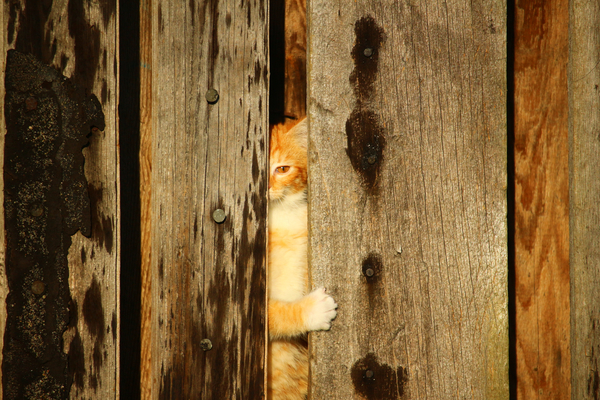 cc0,c1,cat,kitten,wooden wall,hiding place,young cat,free photos,royalty free