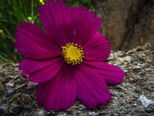 cc0,c1,cosmos,flower,nature,garden,colorful,natural,bloom,season,field,free photos,royalty free