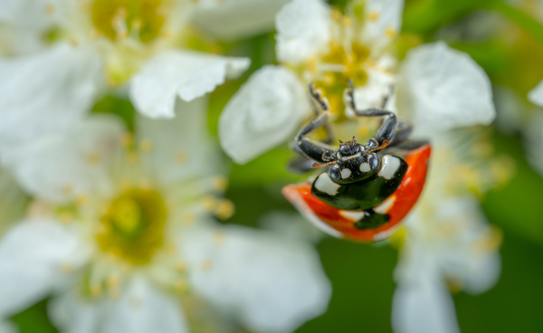 beautiful,bee,blooming,blur,bright,bug,close-up,color,flora,flower,growth,insect,ladybug,macro,outdoors