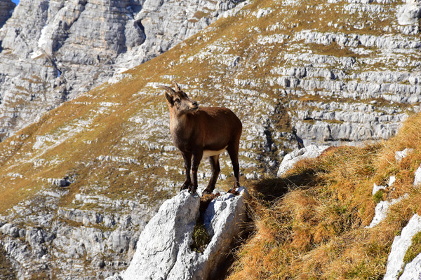 goat,rock,mountain,animal