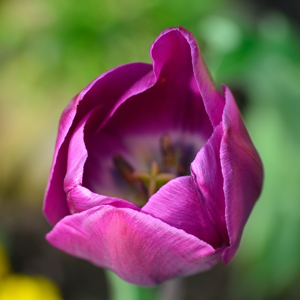 tulip,purple,petals,macro,flower,floral,flora,close-up,blossom,bloom