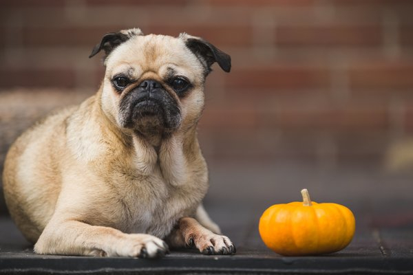 dog,pug,pet,funny,animals,pumpkin,small dog,animals api, fall decoration
