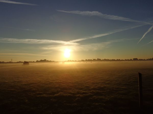 sunrise,mist,netherlands,field,birds,grass,farm,holland