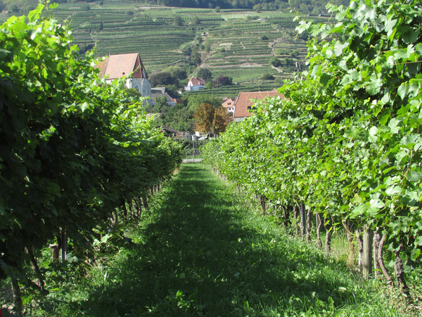 cc0,c1,vineyard,wachau,austria,danube,wine,free photos,royalty free