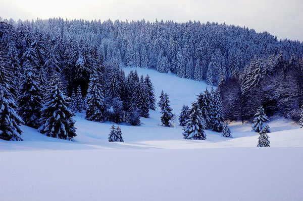 forest,snow,winter