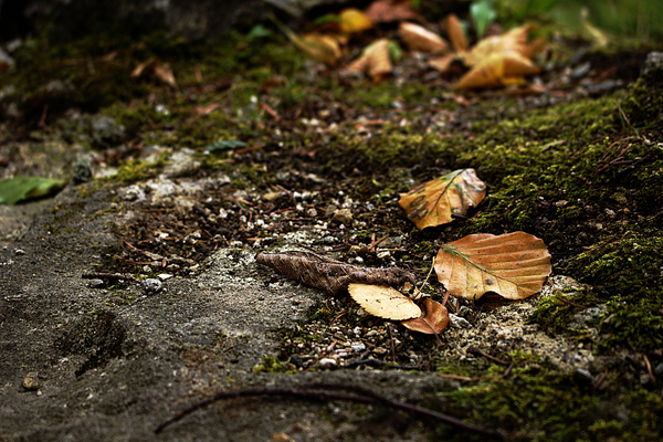 cc0,c1,leaves,autumn,forest,forest floor,free photos,royalty free