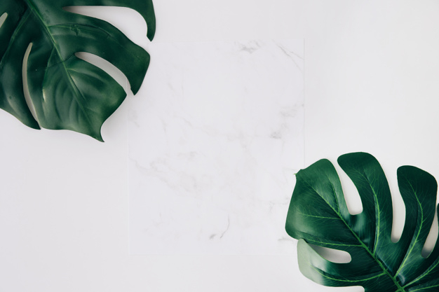 Free: Blank white paper and green monstera leaves on white background -  