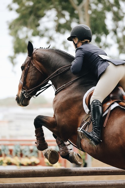 action,action energy,adult,athlete,athletes,competition,equestrian,equine,fast,field,horse,horse rider,hurry,jockey,mammal,man,motion,outdoors,person,race,recreation,rider,seated,speed,sport,stallion,track,wear,woman,Free Stock Photo