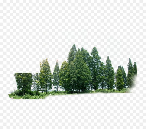 tree,forest,green,download,forest green,woodland,drawing,evergreen,plant,angle,woody plant,urban design,landscape,line,grass,land lot,sky,png