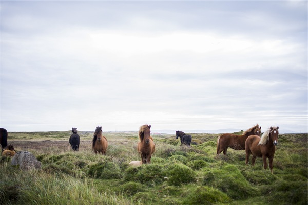 horses,animals,mane,hair,grass,fields,green,sky,rural