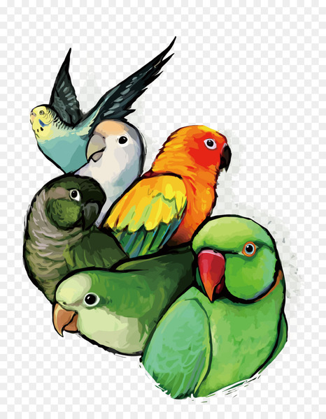 budgerigar,lovebird,parrot,bird,parakeet,macaw,monk parakeet,conure,logo,parrots,beak,pet,perico,common pet parakeet,fauna,feather,organism,png