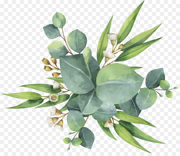 eucalyptus polyanthemos,watercolor painting,painting,art,royaltyfree,photography,leaf,work of art,tree,stock photography,gum trees,plant,flowerpot,png