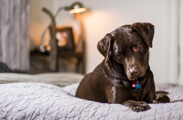 cc0,c3,dog,puppy,bedroom,bed,comfy,animal,pet,cute,canine,lab,labrador,chocolate,happy,adorable,breed,doggy,friend,face,owner,playful,white,pedigree,mammal,lying,free photos,royalty free