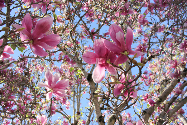 cc0,c1,magnolia,tree,springtime,botany,petals,delicate,pink,free photos,royalty free