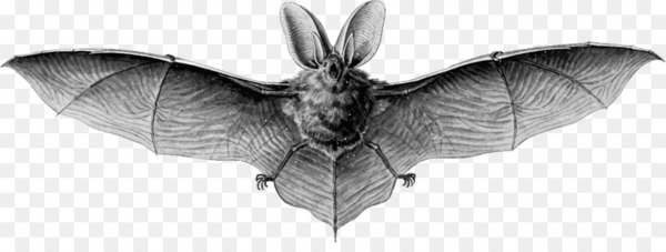microbat,drawing,northern longeared myotis,megabat,ear,vampire bat,mammal,bat,ernst haeckel,bombycidae,moth,pollinator,wildlife,invertebrate,monochrome photography,insect,moths and butterflies,monochrome,fauna,organism,wing,black and white,membrane winged insect,png