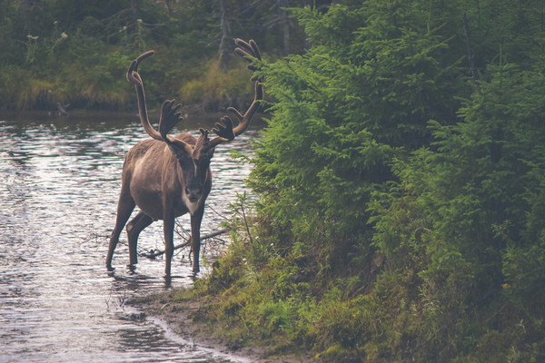 deer,drink,water,river,nearby,wild,animal,animals,dark