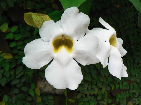 cc0,c3,cuba,white flowers,tropics,smell,pollination,botany,free photos,royalty free
