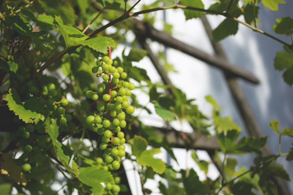 plants,nature,vines,leaves,branches,grapes,green,still,bokeh