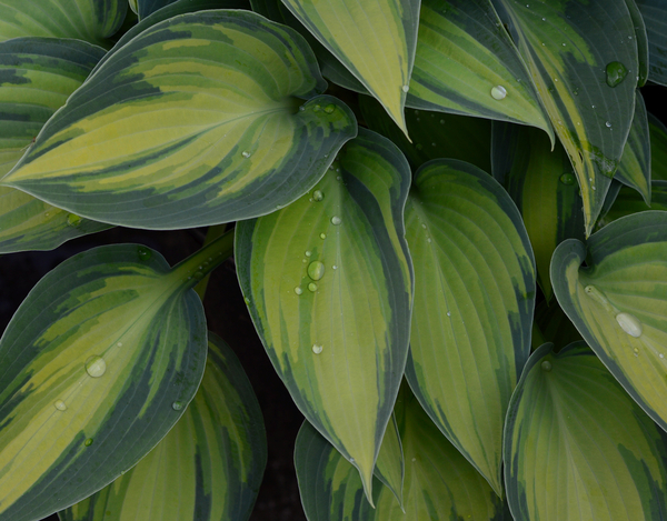 cc0,c1,hosta,green,leaf,leaves,plant,droplet,water,raindrops,variegated,free photos,royalty free