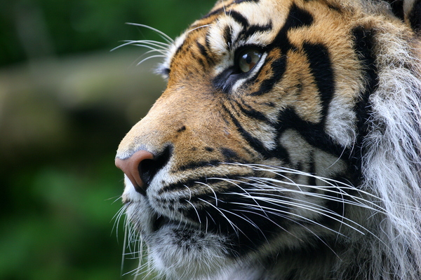 sumatran,tiger,cat,animal,edinburgh,zoo,endangered