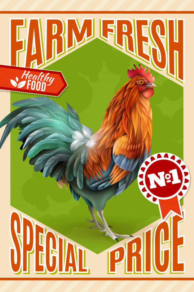 typical,breeding,plumage,tales,farmland,side,poultry,single,standing,rural,multicolor,object,animal print,special,farm animals,view,feathers,cock,fresh,vintage poster,fairy tale,picture,traditional,classic,food icon,healthy food,print,fairy,rooster,healthy,food background,market,meat,organic,decoration,colorful background,offer,price,colorful,discount,art,chicken,farm,red,animal,bird,vintage background,green,icon,abstract,sale,vintage,food,poster,abstract background,background