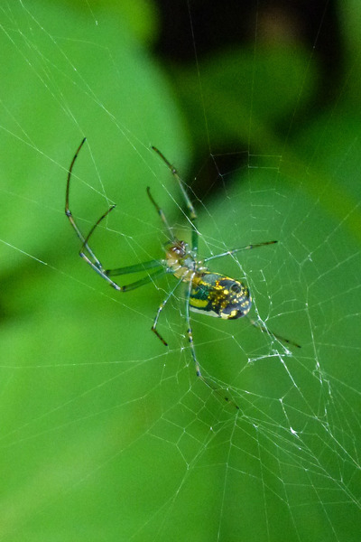 spider,arachnid,garden,web,spinner,insect,bug,pest,spiders,predator,spin