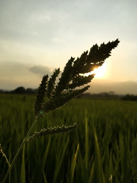 Paddy field, Sunset, Golden-hour, Light, Grass,farm,grass,sunset,sn,leaf,nature