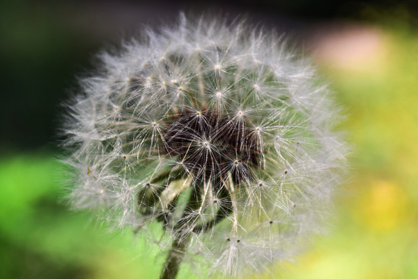 summer,seed,outdoors,growth,grass,garden,flower,flora,downy,delicate,dandelion,color,close-up,bright,blur,beautiful