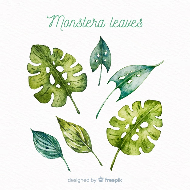 monstera leaves,exotic flower,monstera leaf,blooming,vegetation,monstera,exotic,bloom,palm leaves,tropical flower,beautiful,blossom,palm,natural,plant,tropical,leaves,spring,nature,green,leaf,floral,watercolor,flower