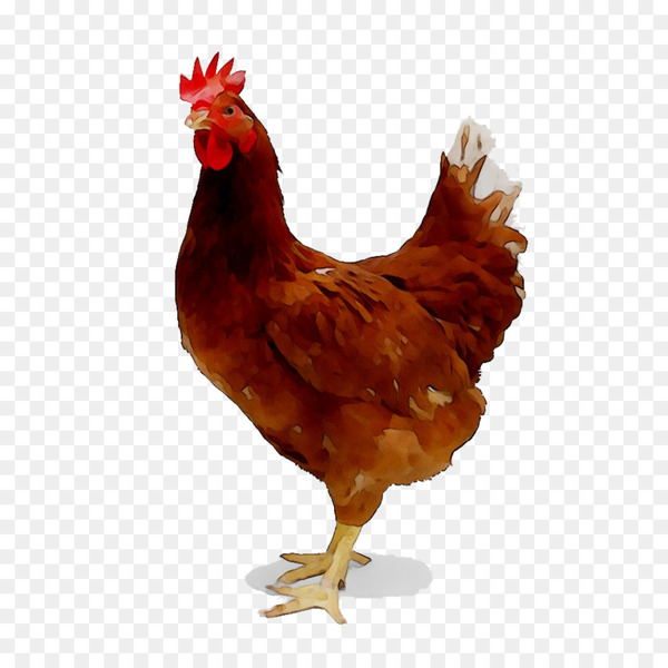 chicken,broiler,chicken as food,poultry,poultry farming,label,farm,poultry feed,rooster,chicken breast,chicken coop,meat,quail meat,free range,food,bird,comb,galliformes,fowl,beak,livestock,chicken meat,wing,png