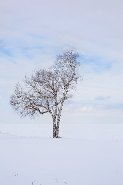 landscape,tree,winter