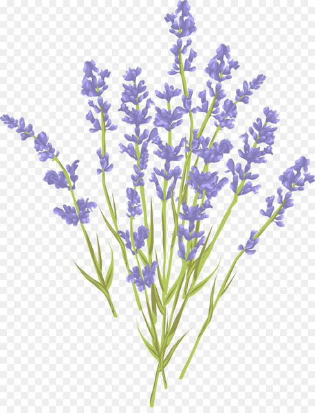 lavender,royaltyfree,photography,stock photography,purple,flower,shutterstock,can stock photo,blue,plant,english lavender,violet,branch,cut flowers,plant stem,flowering plant,png