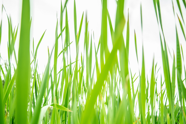 sunlight,rural,outdoors,nature,leaves,growth,green,grass,field,close-up
