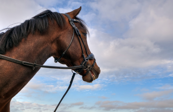 cc0,c1,horse,head,sky,profile,free photos,royalty free