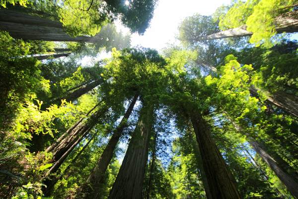 cc0,c2,sequoia,forest,redwood,redwood tree,big,tree,large,nature,free photos,royalty free