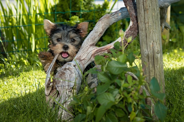 yorkshire terrier,puppy,pet,leaves,grass,garden,dog,cute,canine,animal,adorable