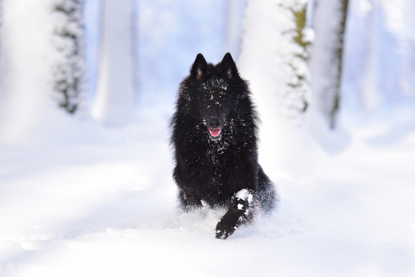 cc0,c4,dog,running dog,snow,nature,free photos,royalty free