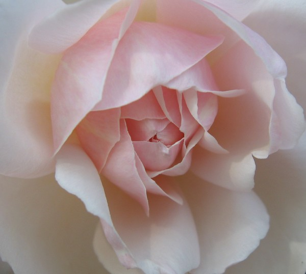 pink,rose,enhanced,pale,flower,bloom,blooming,romantic,soft,love,baby,pinched,center,closed,sleeping