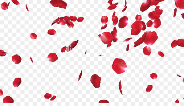 rose,petal,flower,image resolution,display resolution,image file formats,wholesale,color,heart,love,red,png