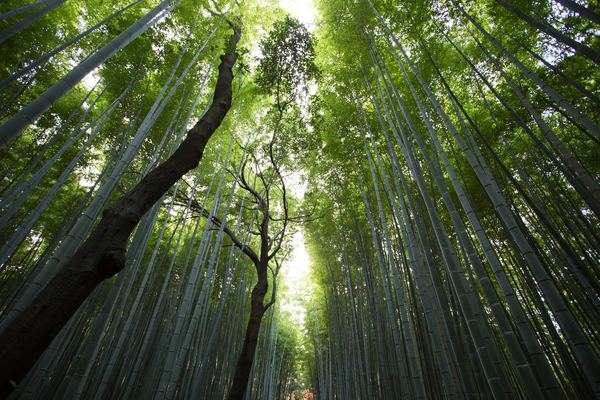 japan,tokyo,building,archetype,travel,outdoor,plant,green,flower,forest,bamboo,canopy,trunk,tree,green,nature,natural,up,looking up,sunlight,light